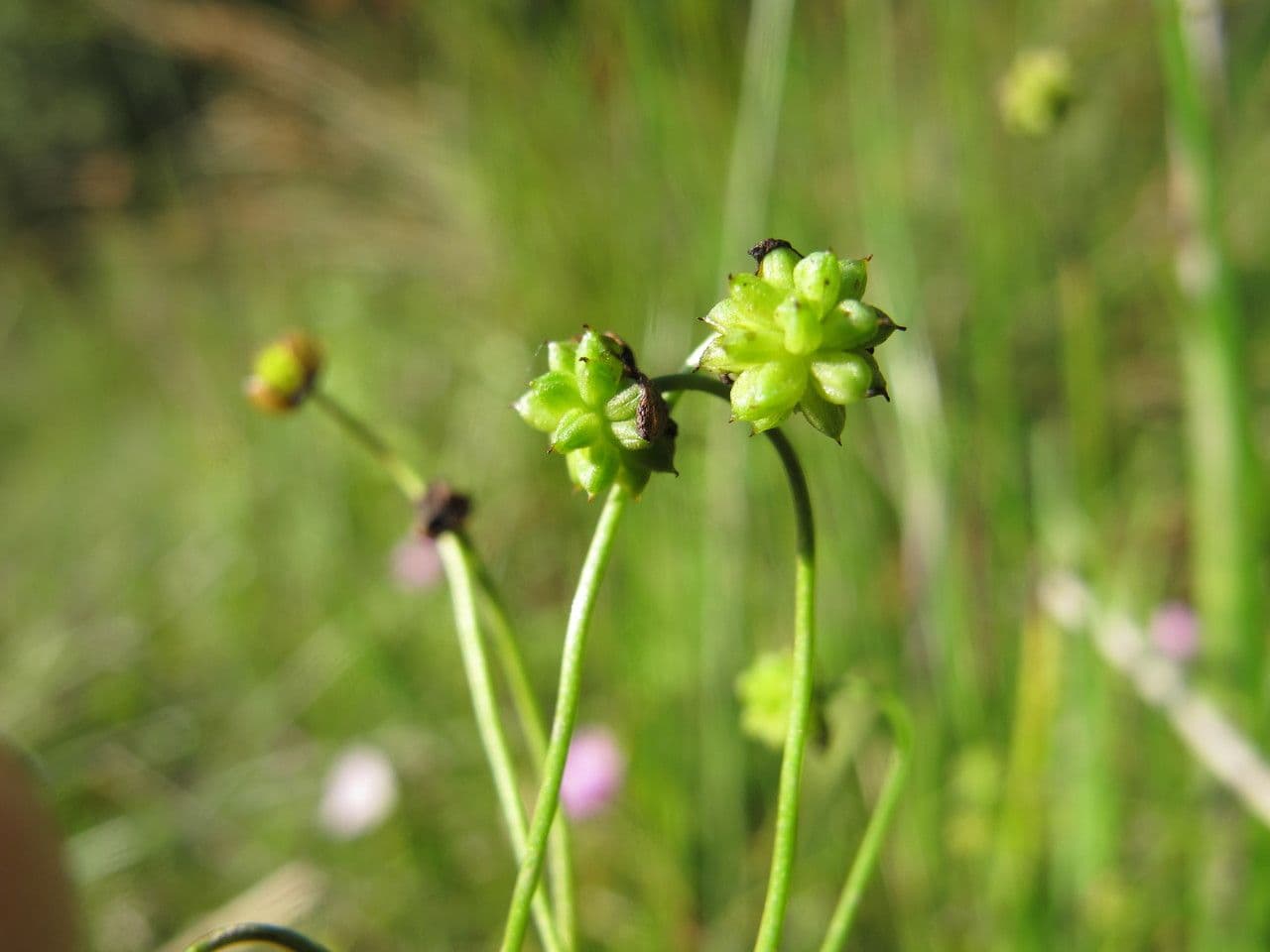 Alisma ranuncoloide 3