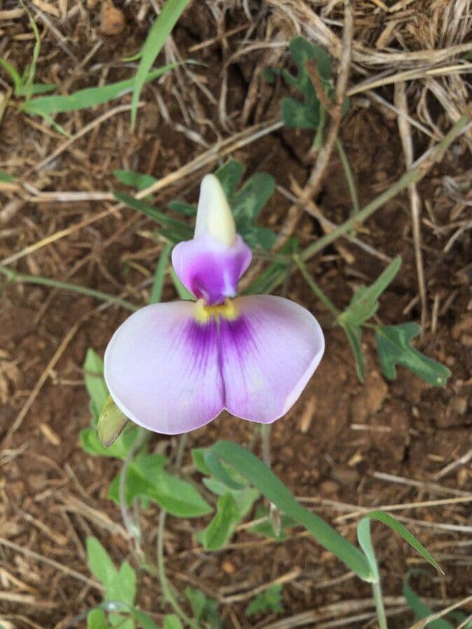 Vigna frutescens 6