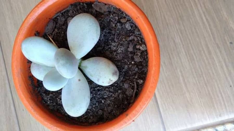 Pachyphytum 3