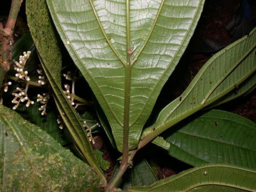 Miconia 10