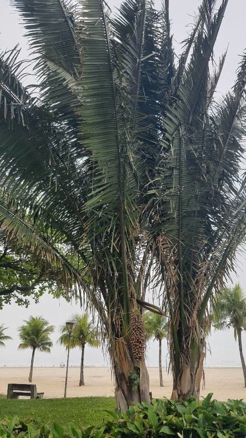 Attalea phalerata 6