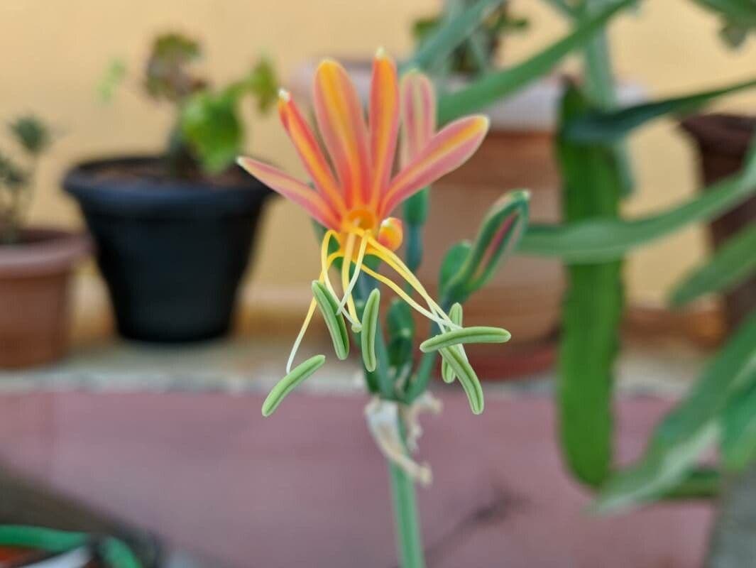 Eucrosia dwubarwna