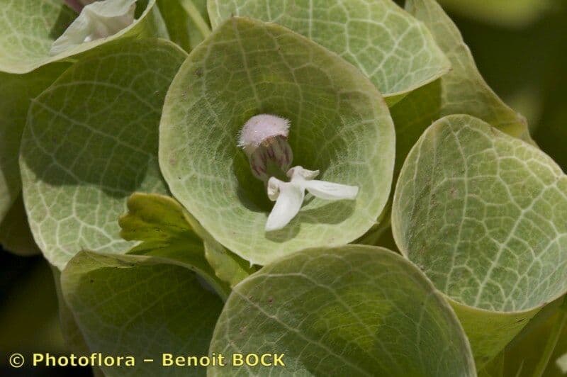 Glockenblume 20