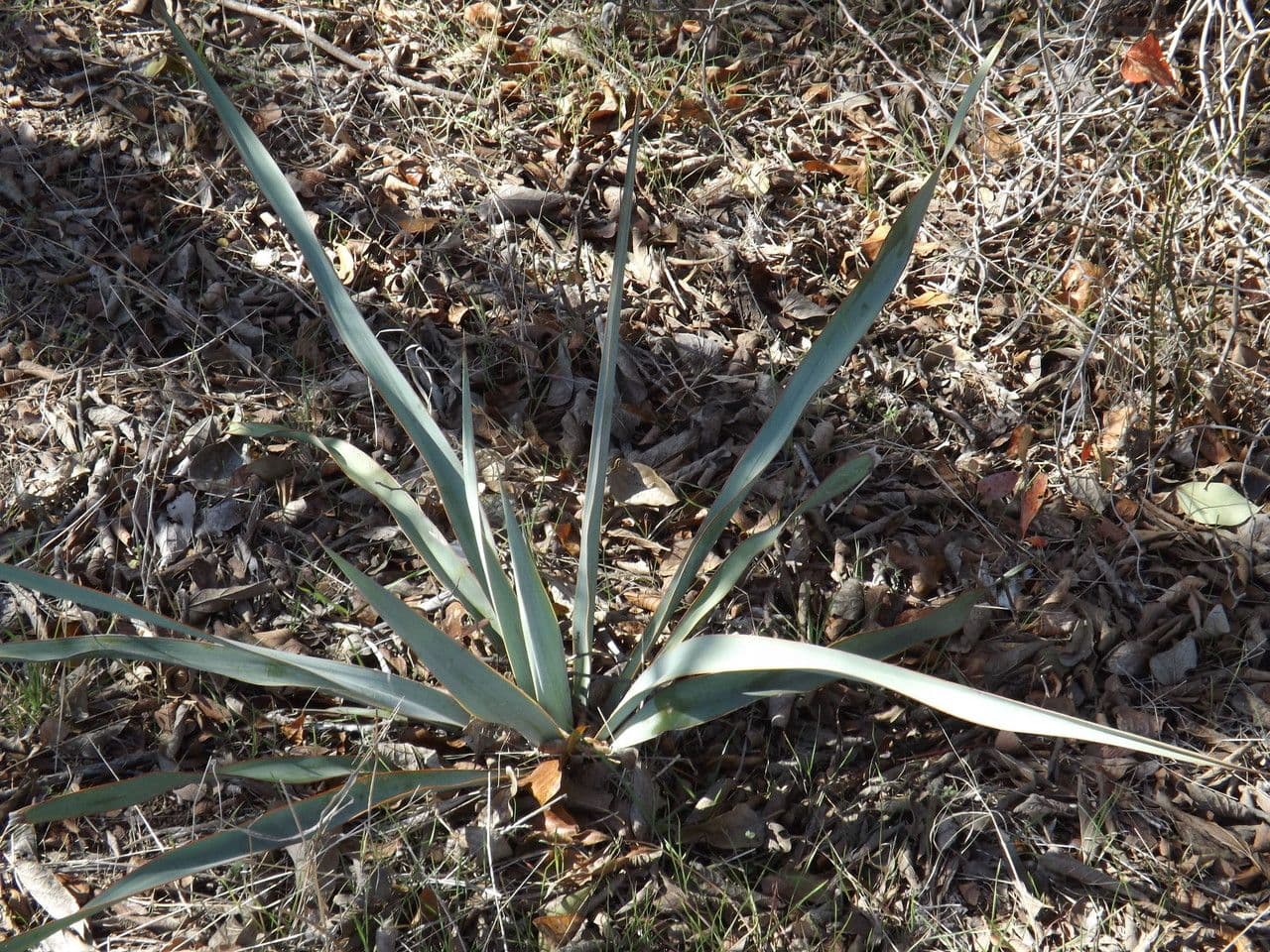 Yuca pallida 12