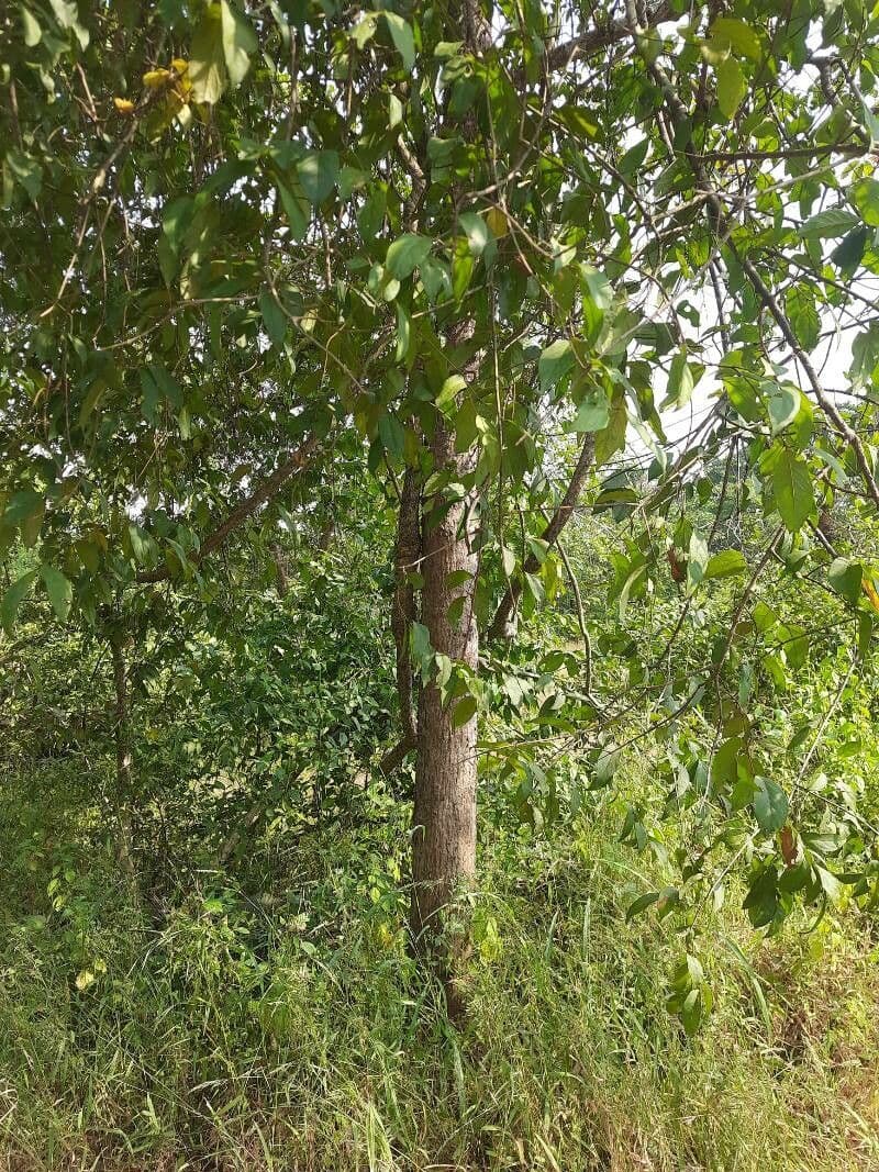 Diospyros 3