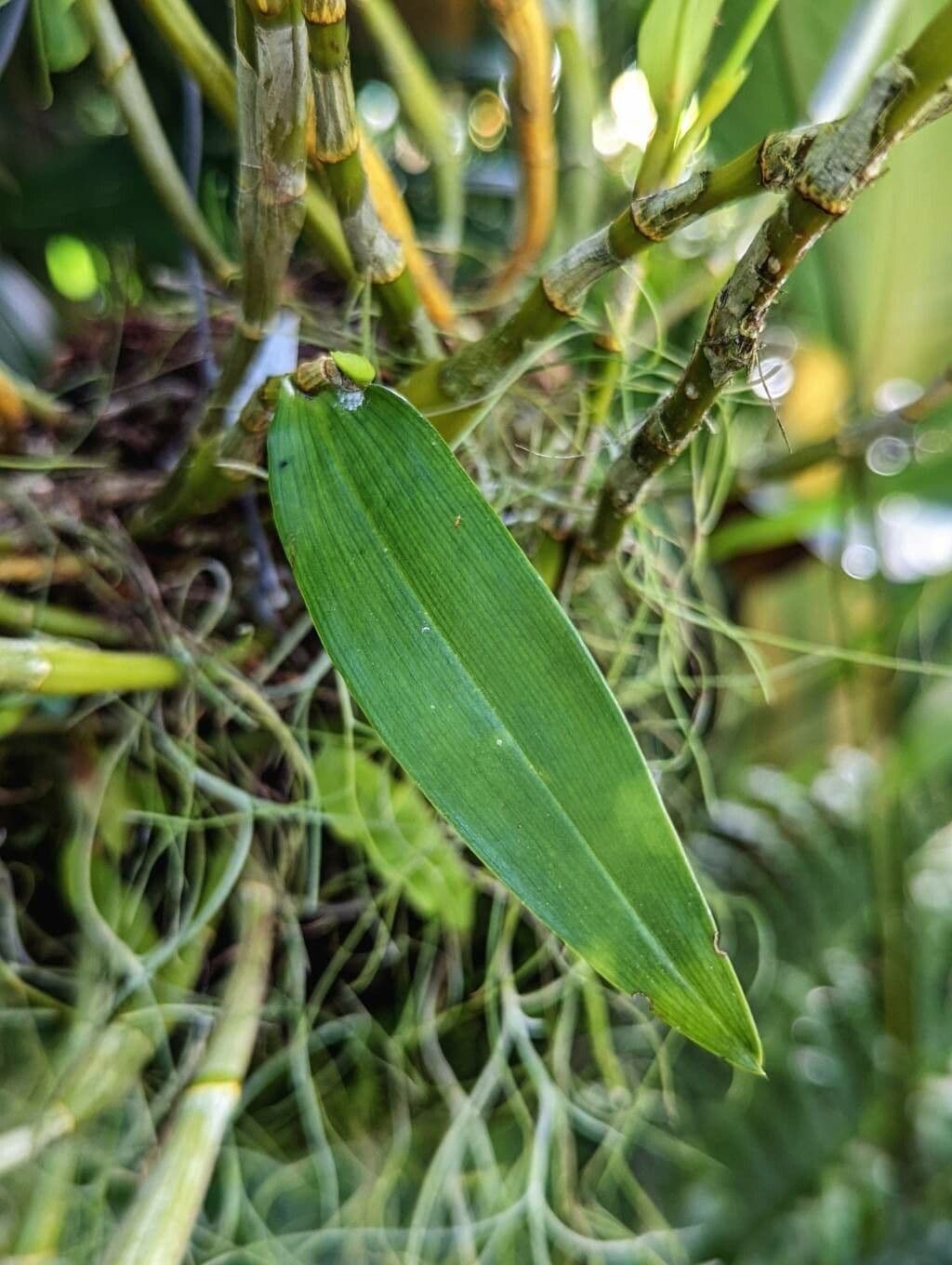 Dendrobium 7