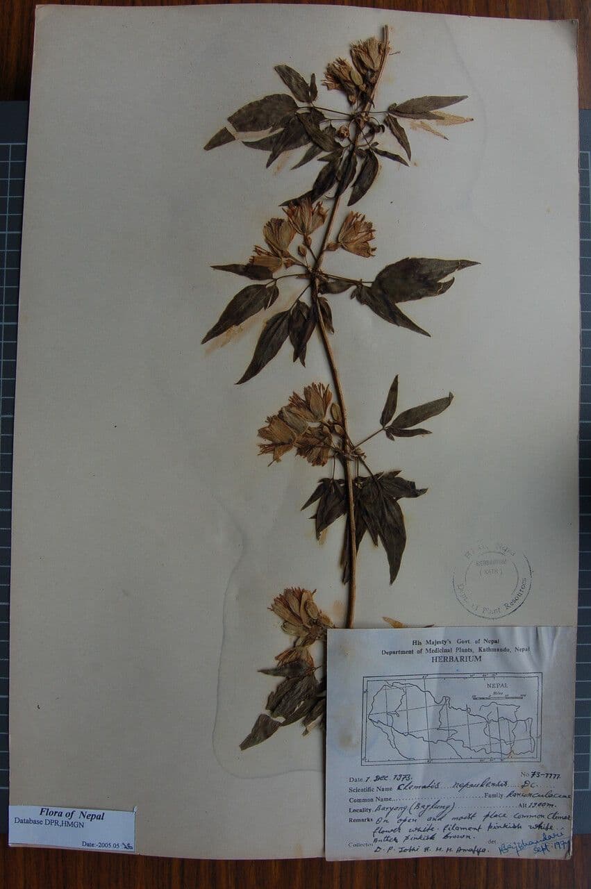 Clematis 2