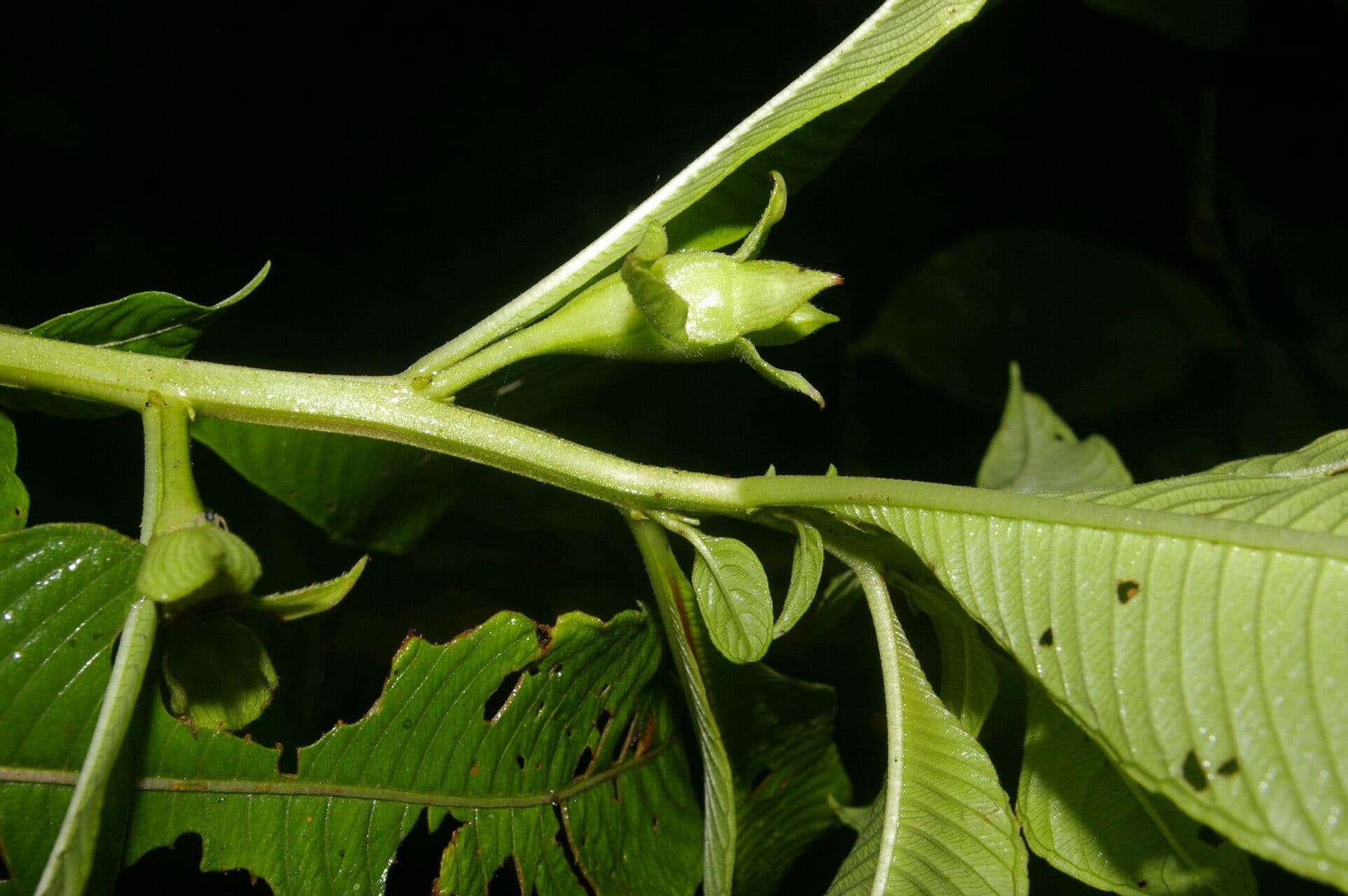 Ludwigia 4