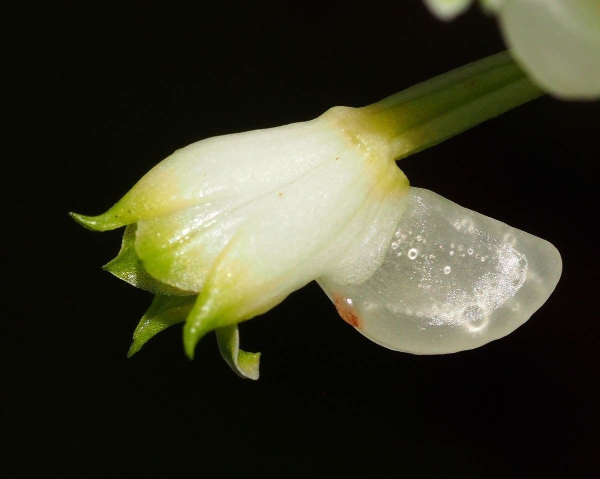 Calanthe di Balansa 3