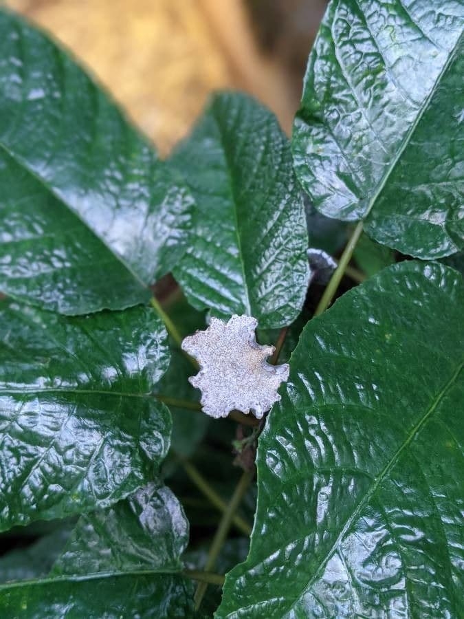 Dorstenia alta