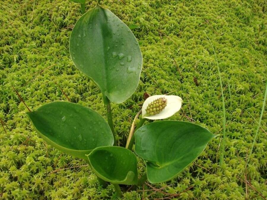 Calla di palude 12