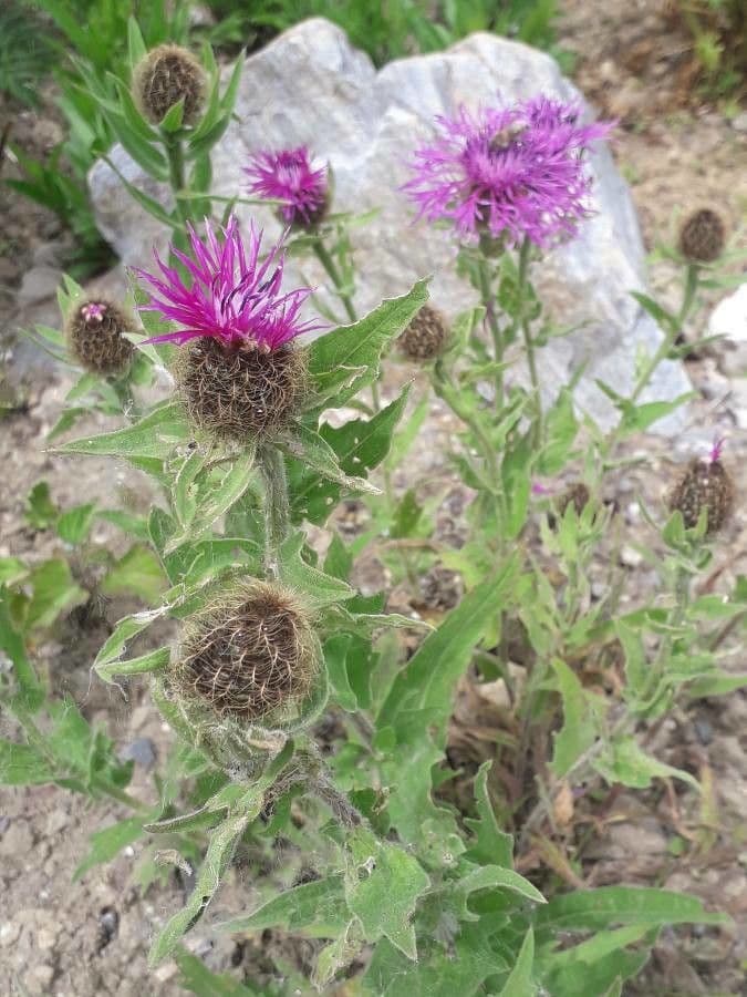 Centaurea nervée 31