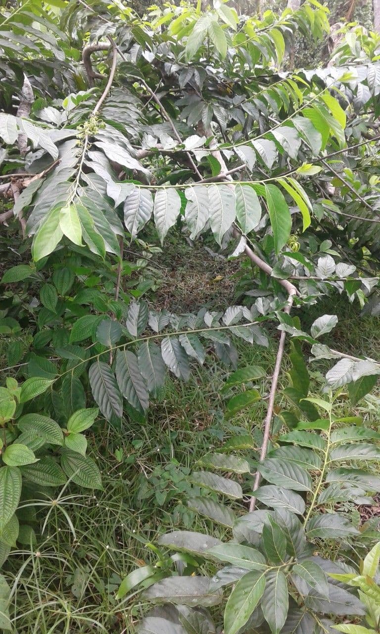 Ylang-ylang 14