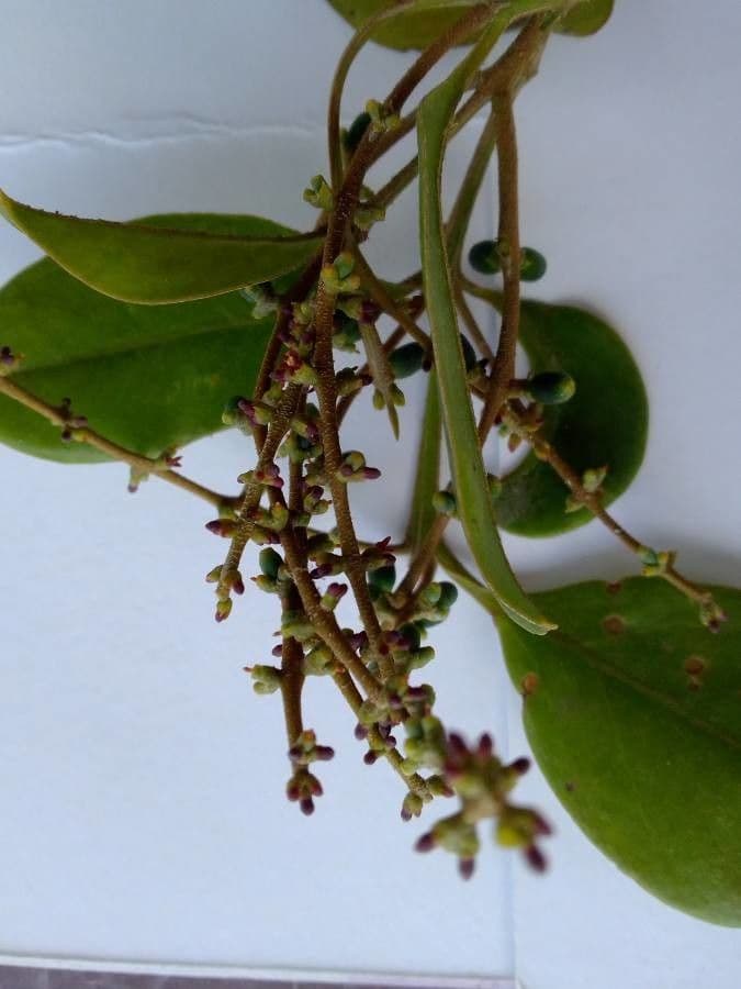 Hieronyma alchorneoides