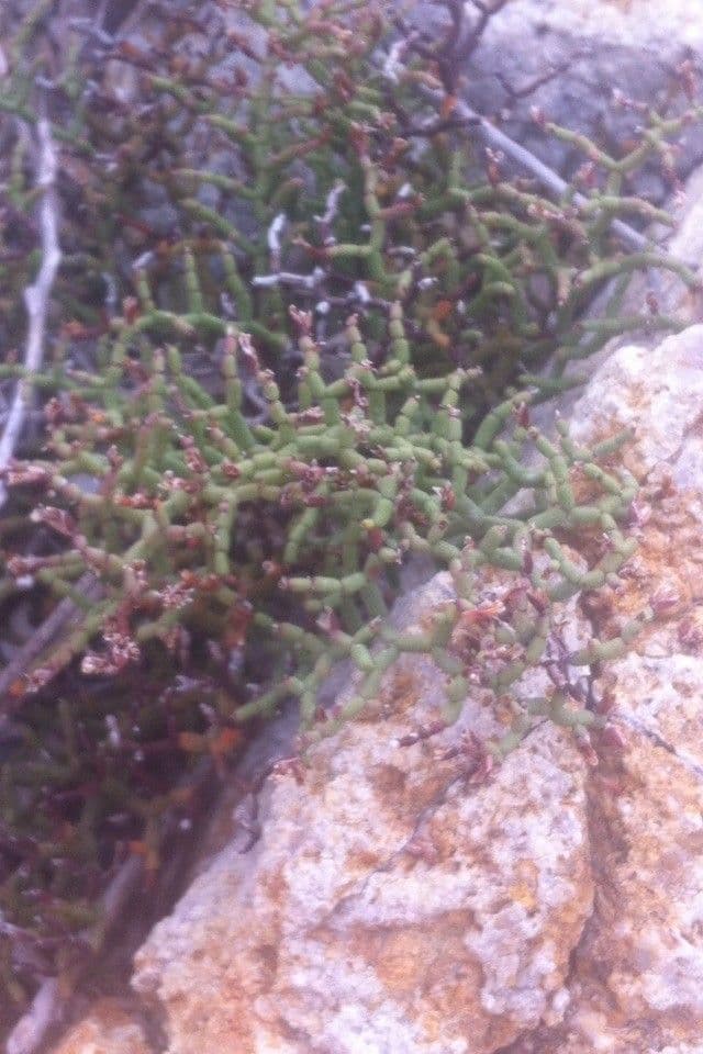 Limonio articolato 12