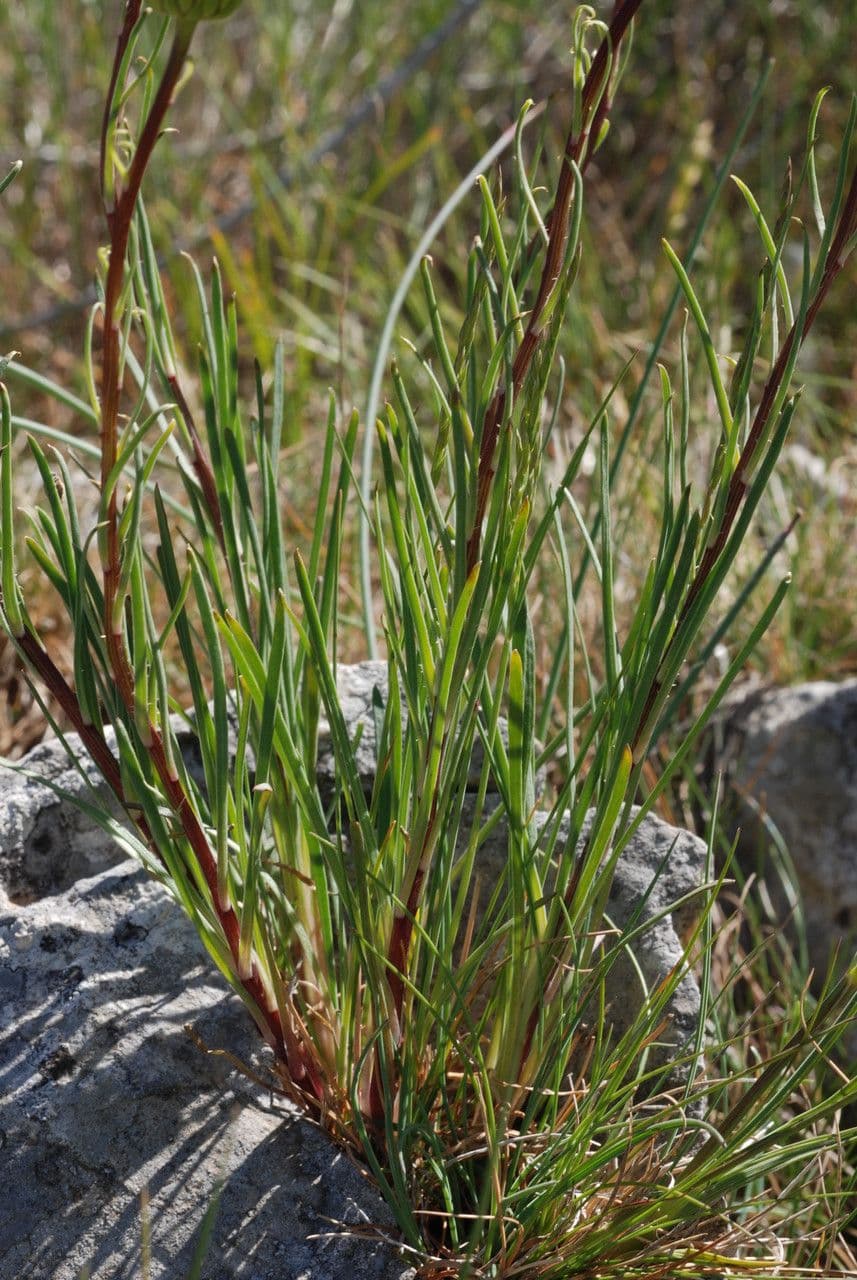 Burnats Margerite 8