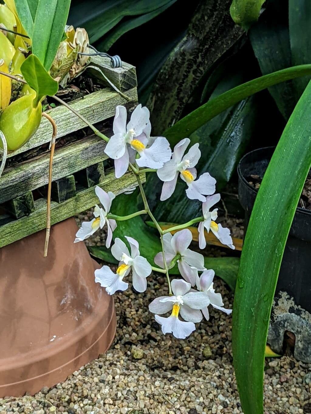 Orchidea 3
