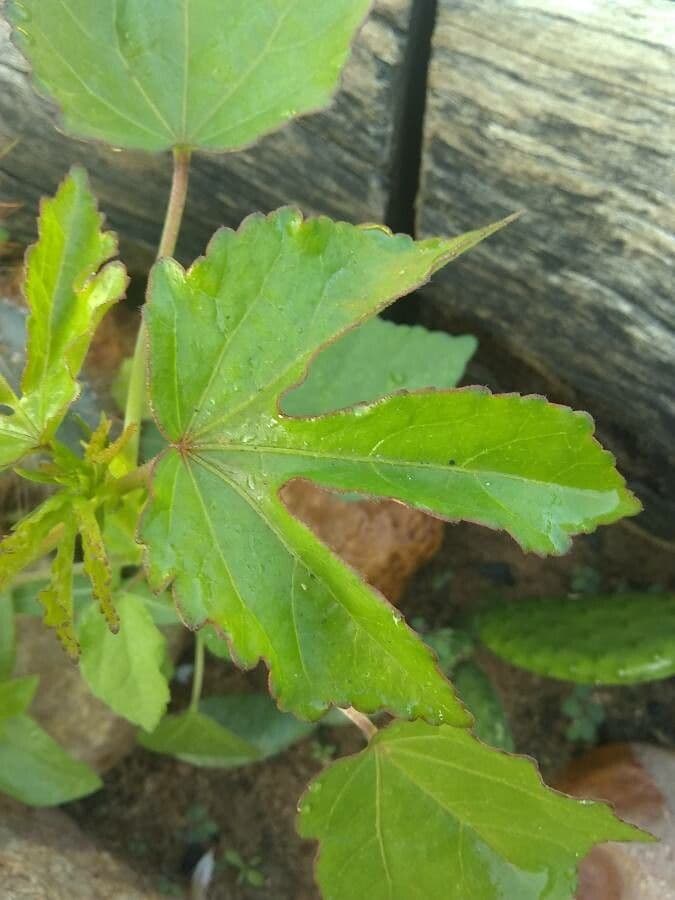 Essigblättriger Hibiskus 11