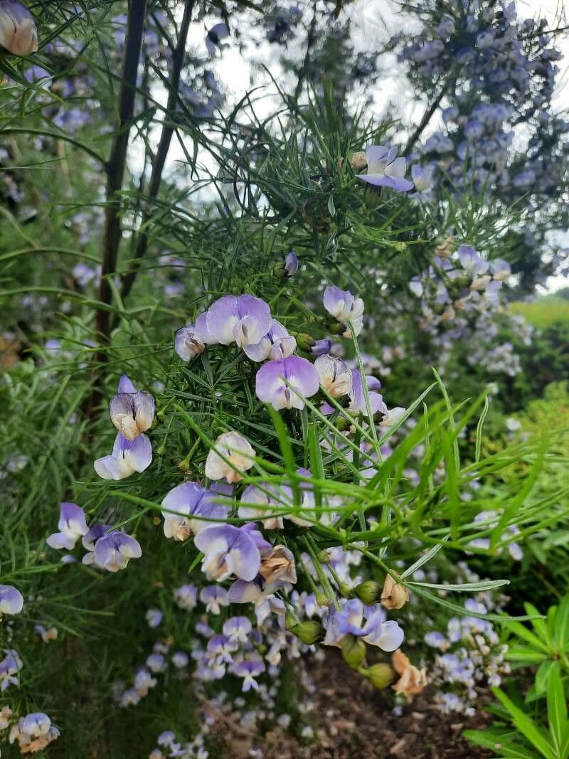 Vigna vexillata 10