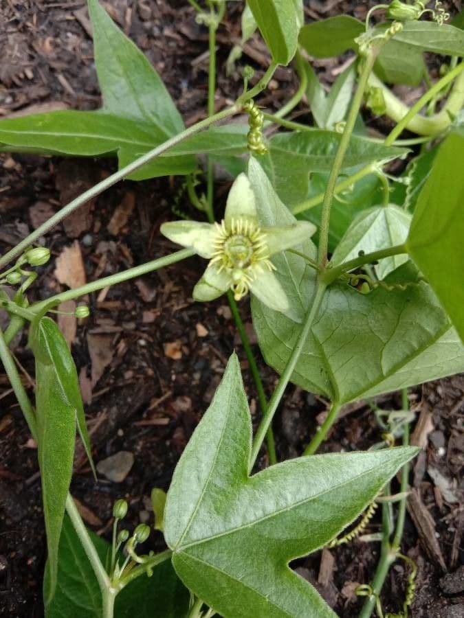 Passiflora suberosa 22