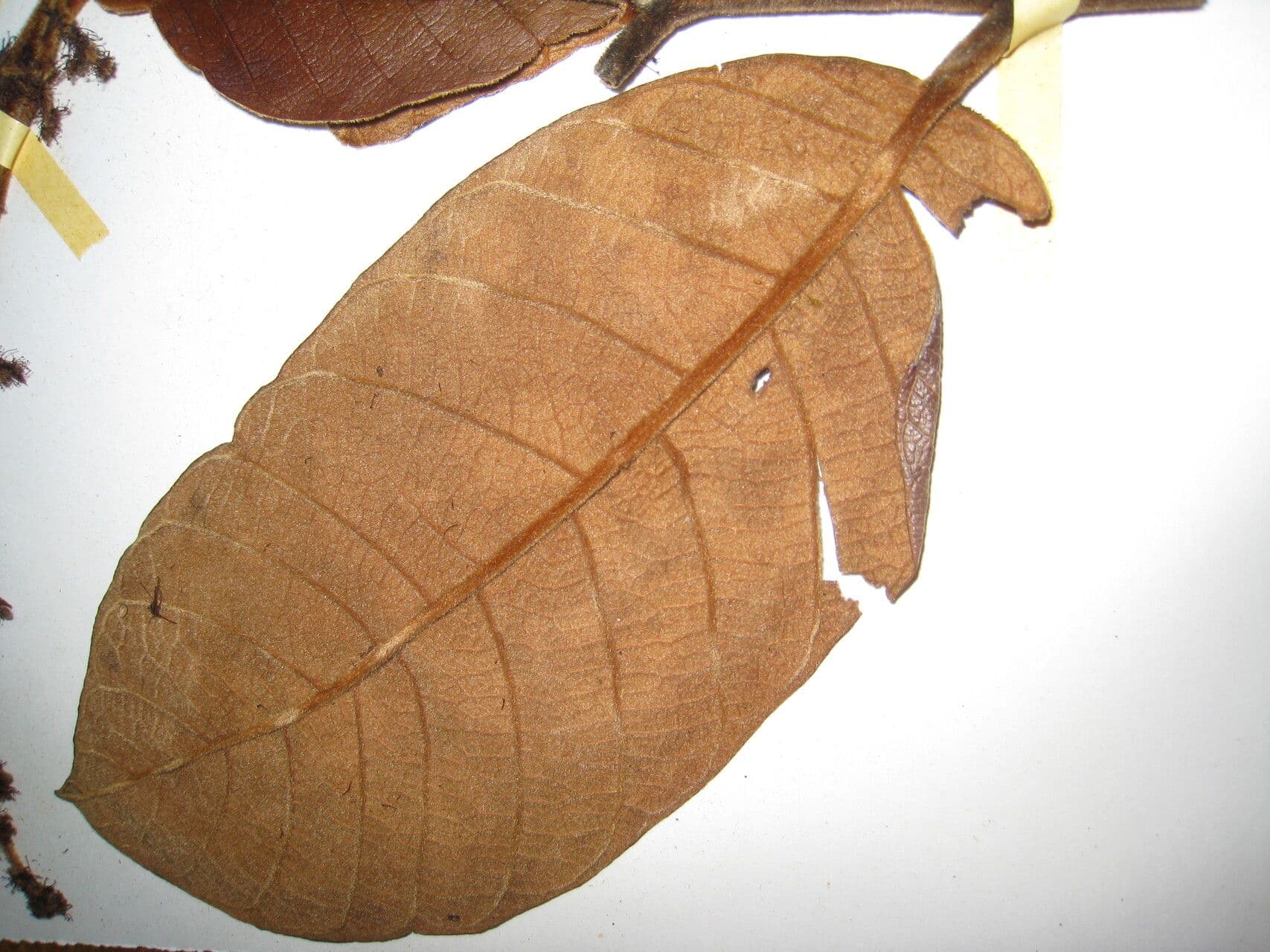 Drüsen-Hirtella 14