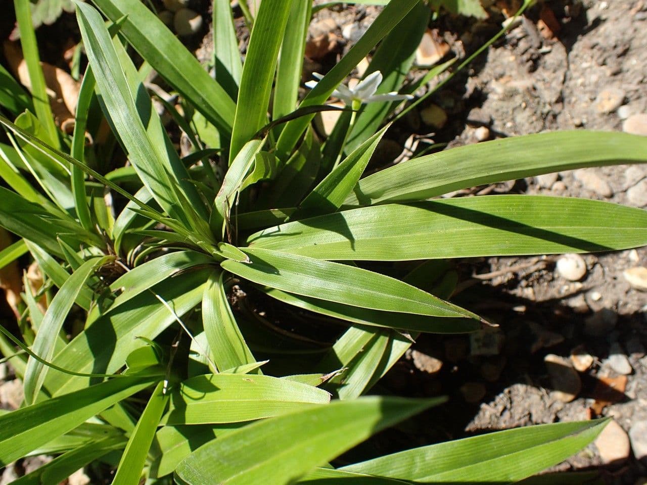 Xerophyta 6