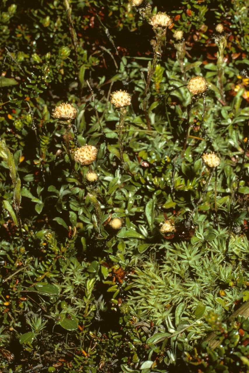 Antennaria monocephala
