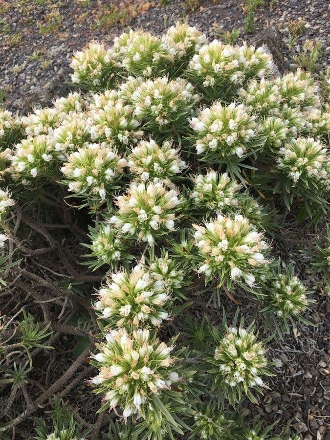 Echium ostny 2