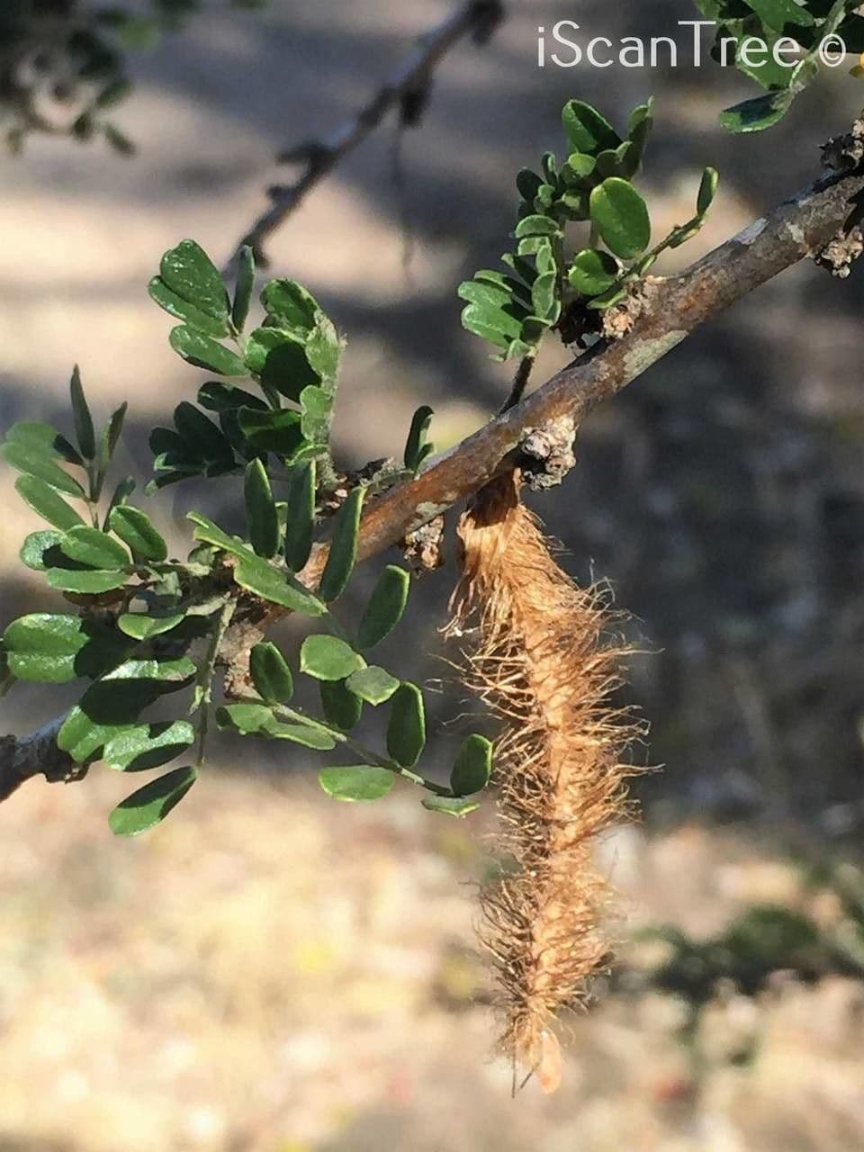 Ormocarpum 9