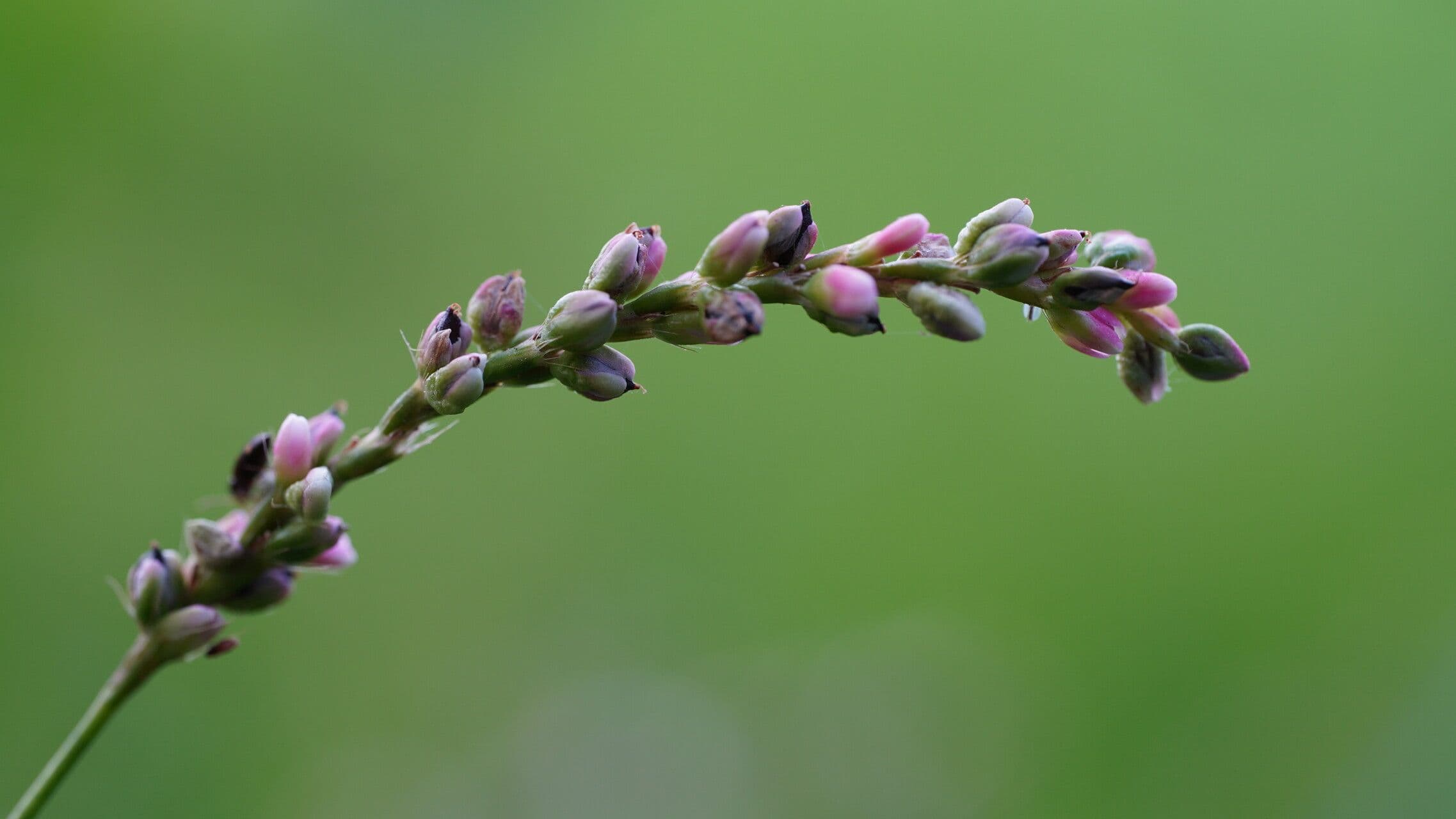 Persicaria ingannevole 9
