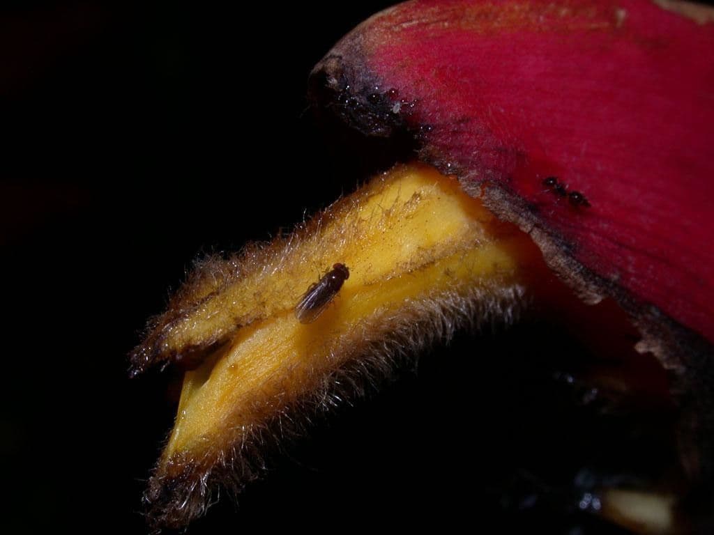 Helikonia brodata 15