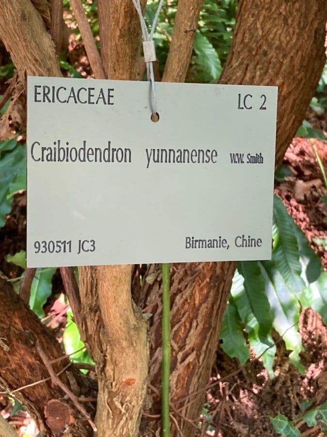 Craibiodendron 2