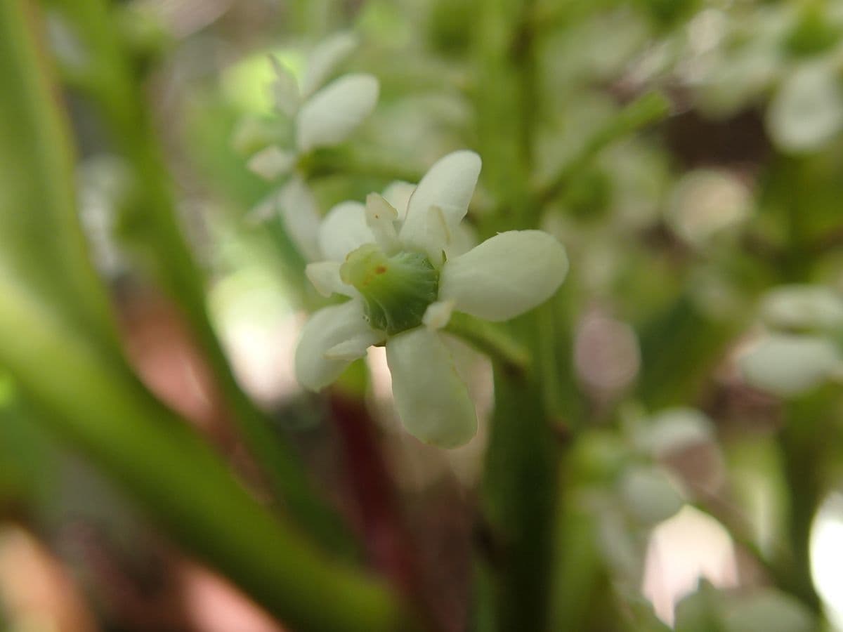 Quintinia 2