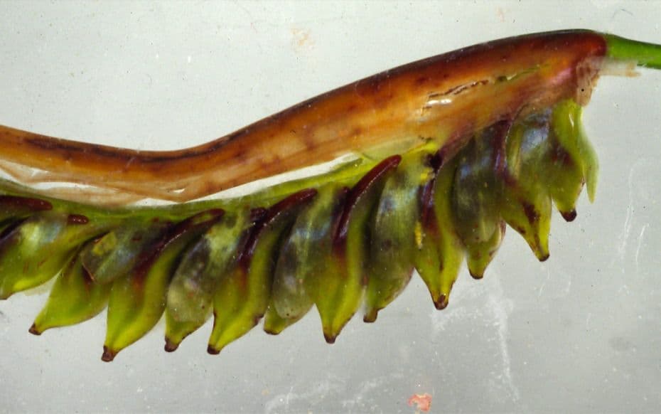 Phyllospadix scouleri