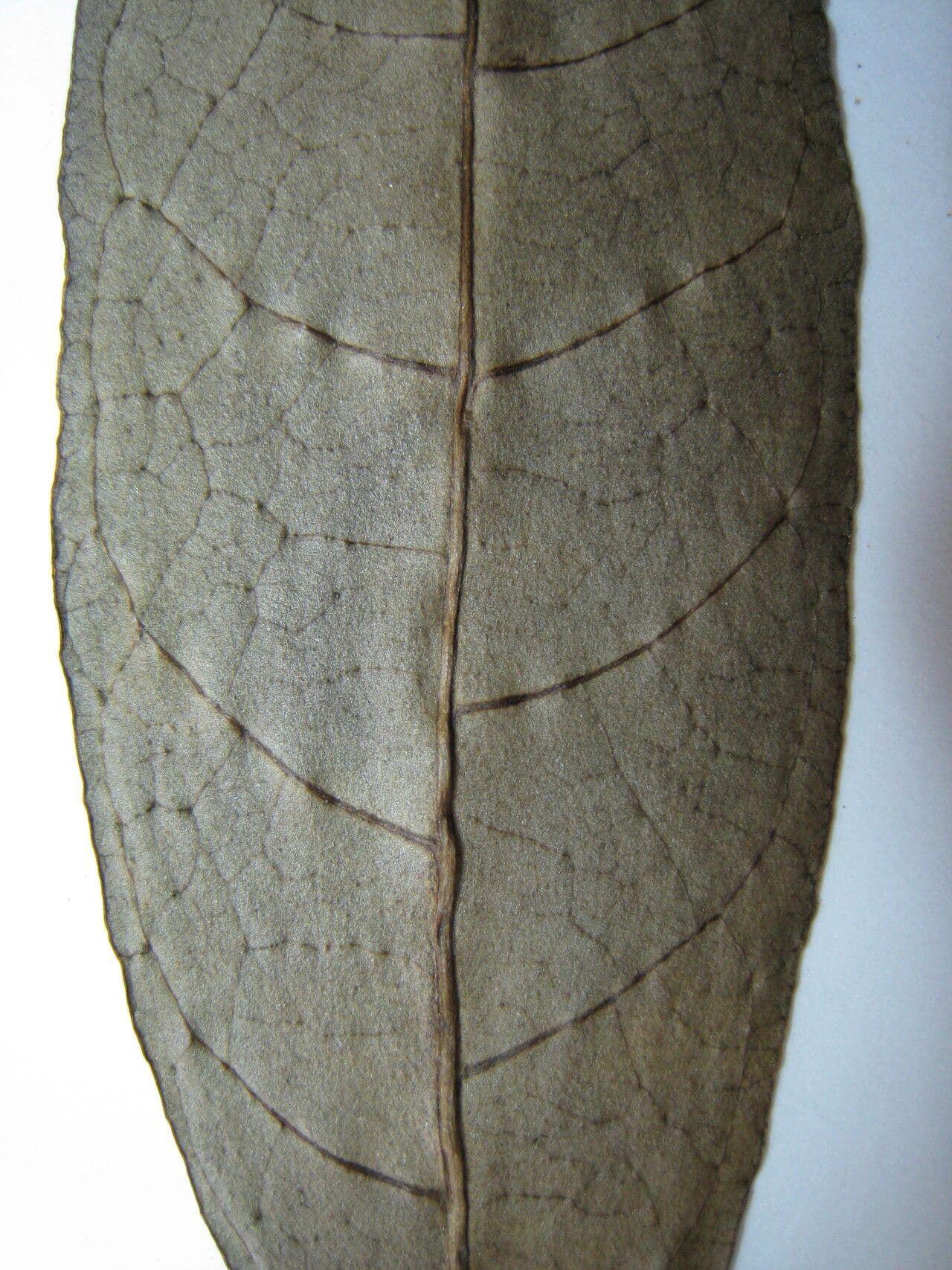 Palicourea 2