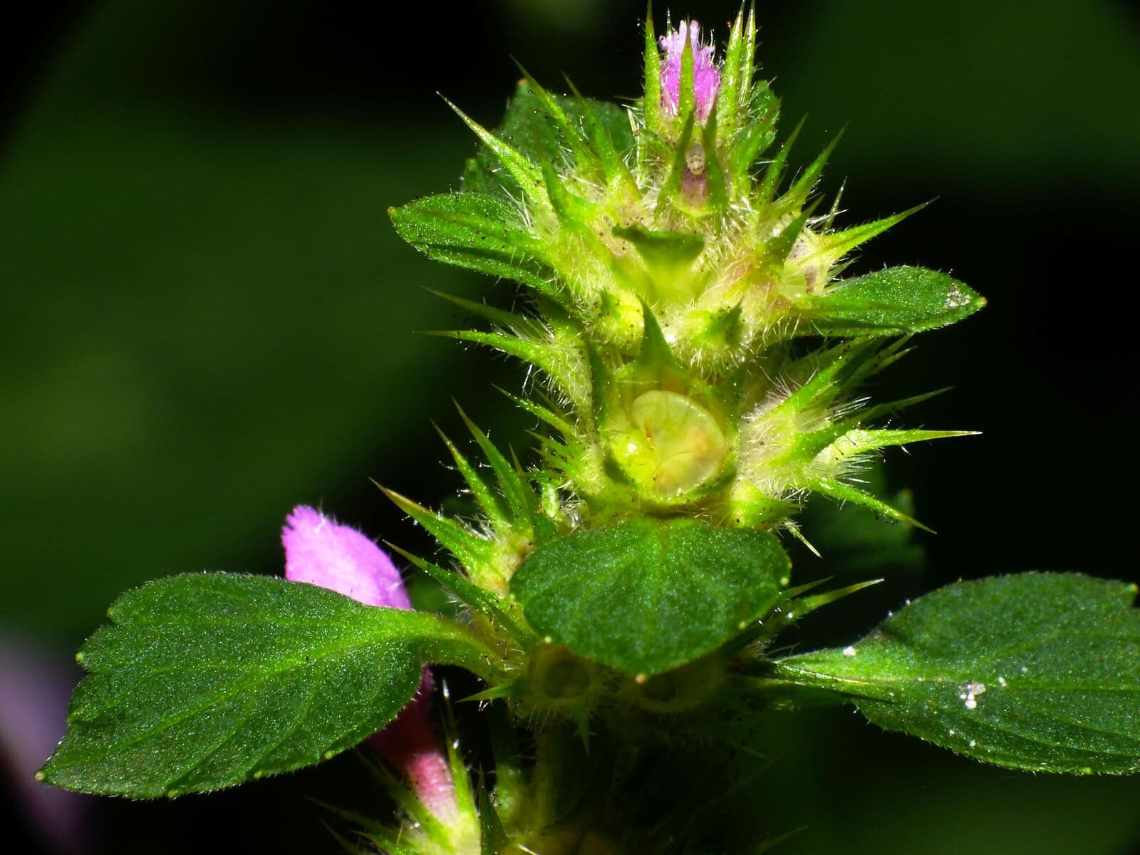 Canapa selvatica pubescente 20