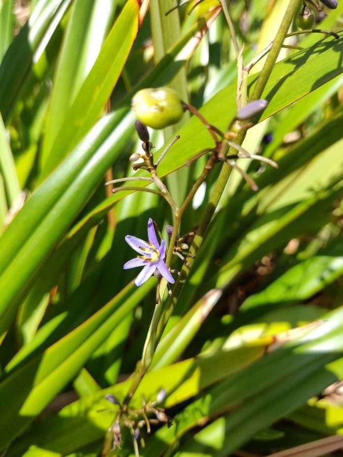 Dianella 7