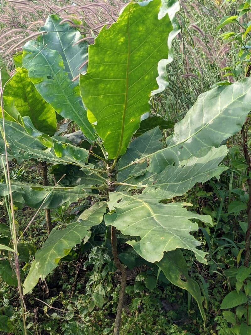 Forest big-leaf 14