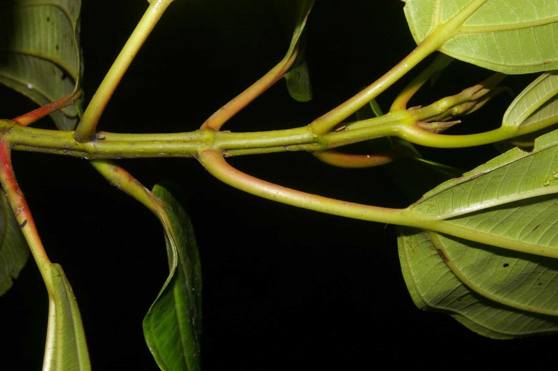 Miconia 13