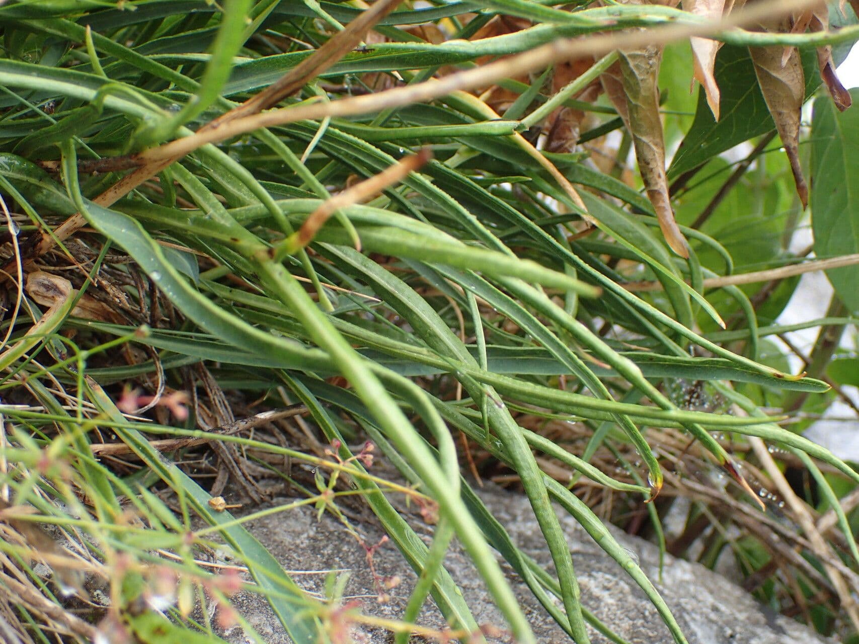 Bupleurum angulosum 14