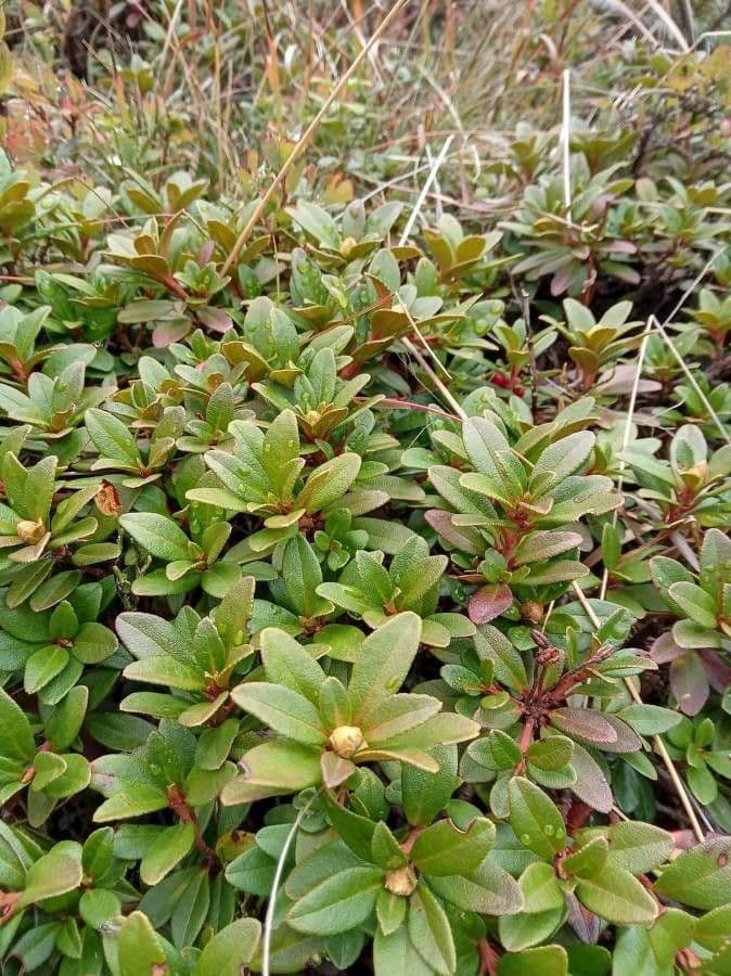 Rododendro 5