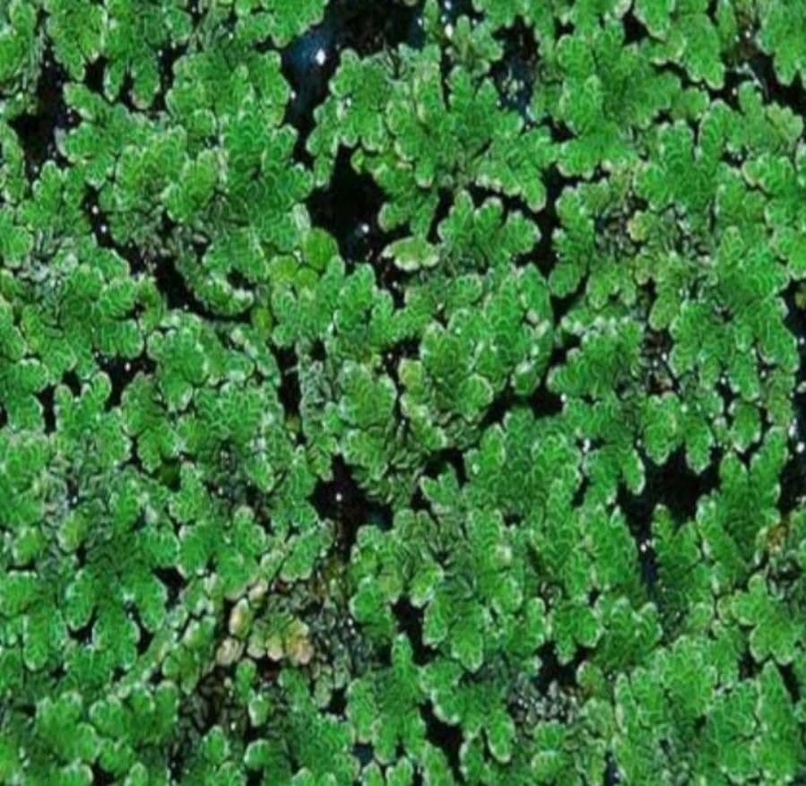Azolla della Carolina 3