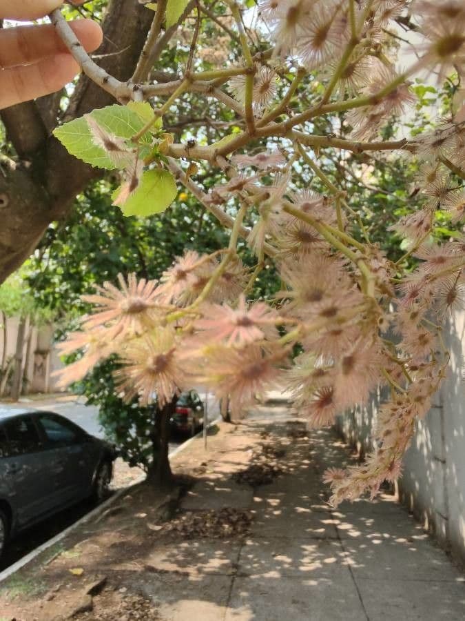 Heliocarpus 6