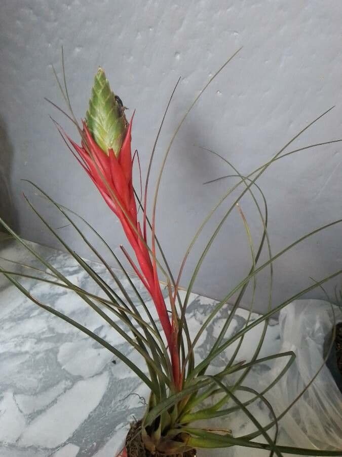 Tlustice punctulata 2