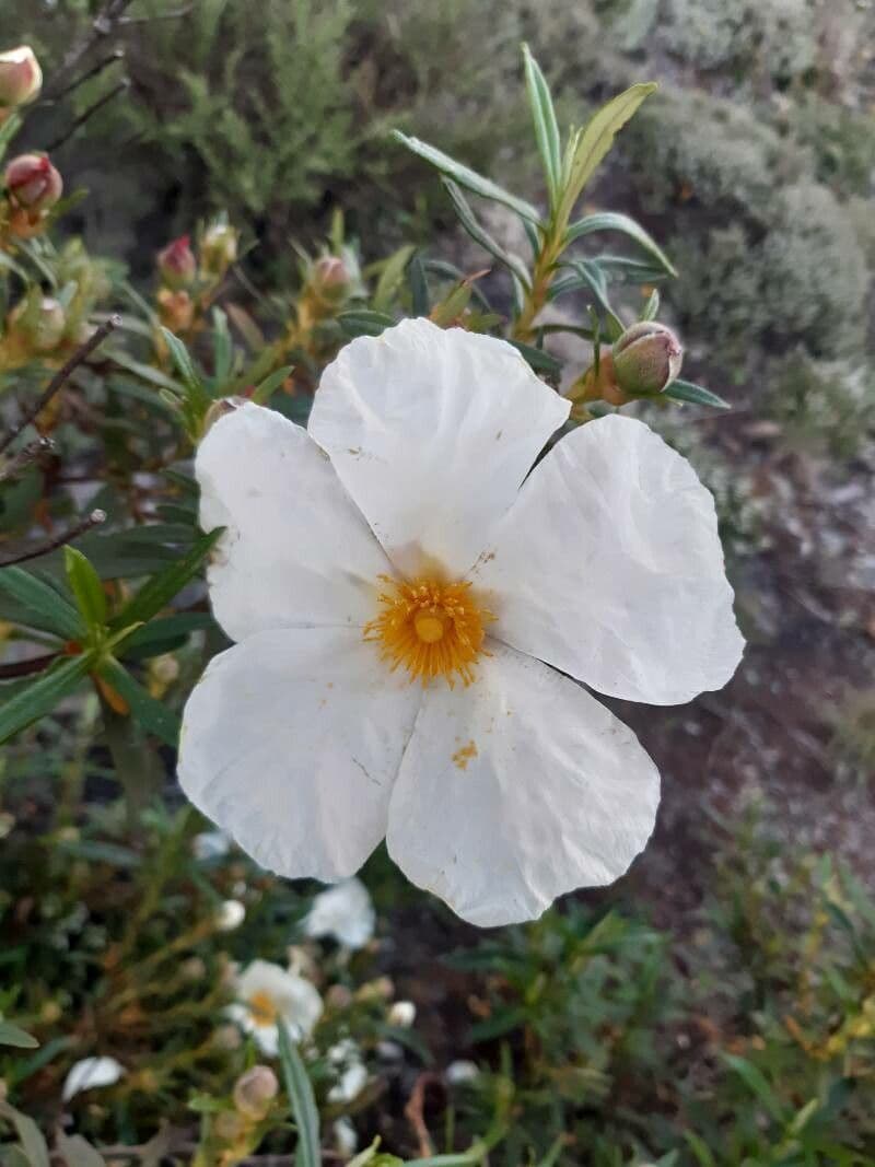 Cistus 5