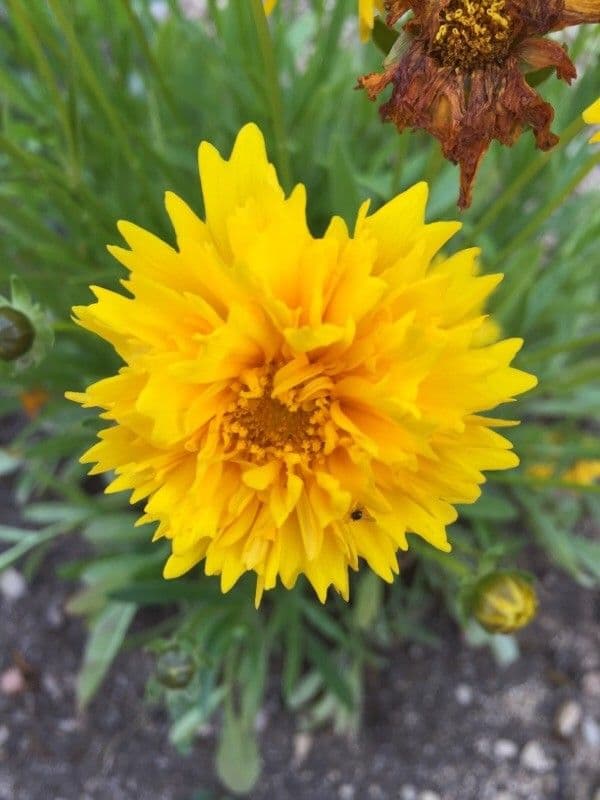 Coreopsis grandiflora 6