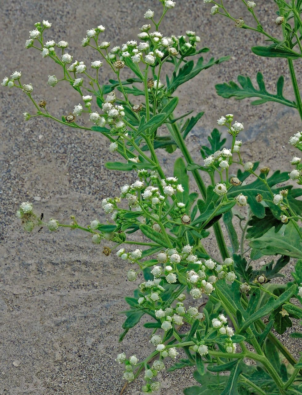 Parthenium incanum 10