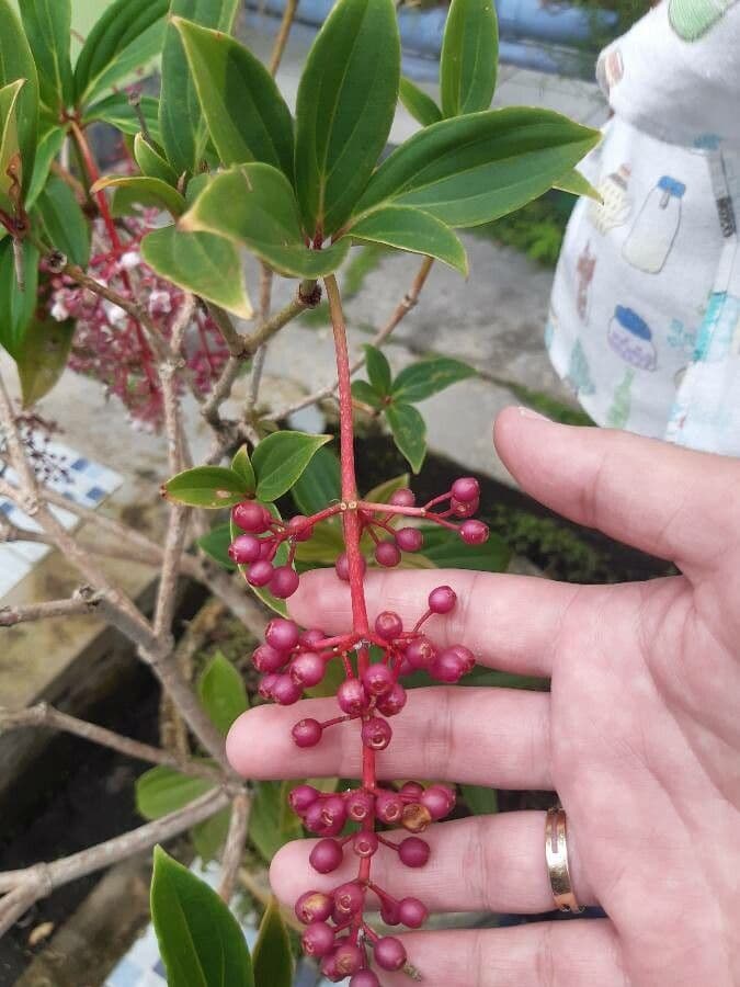 Medinila 9