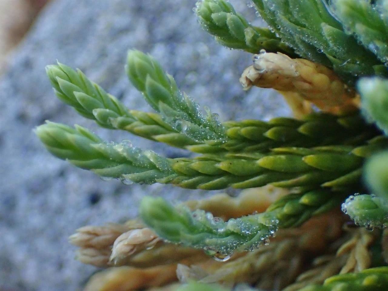 Lycopodium alpinum