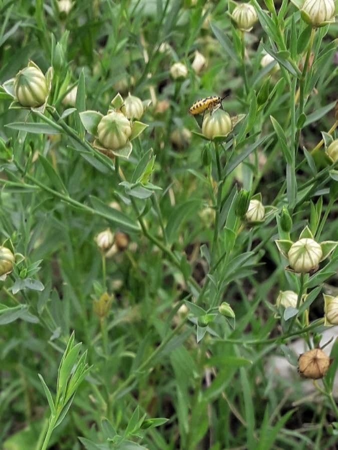 Linseed 3
